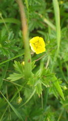 Potentilla erecta erecta