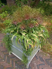 Allium schubertii