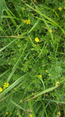 Potentilla erecta erecta