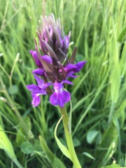 Dactylorhiza praetermissa