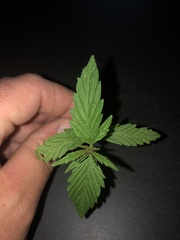 Cannabaceae