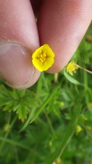 Potentilla erecta erecta