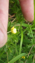 Potentilla erecta erecta