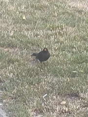 Turdus merula