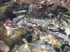 Grapsus tenuicrustatus