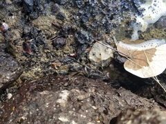 Grapsus tenuicrustatus