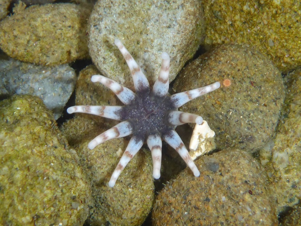 Ten-tentacled Burrowing Anemone