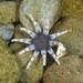 Ten-tentacled Burrowing Anemone - Photo (c) daniam, some rights reserved (CC BY-NC), uploaded by daniam
