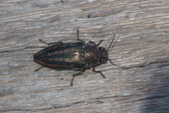 Buprestis lineata