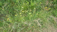 Ranunculus acris acris