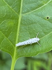 Yponomeuta multipunctella