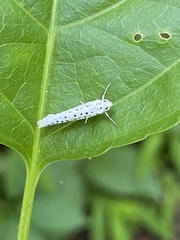 Yponomeuta multipunctella