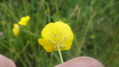 Ranunculus acris acris