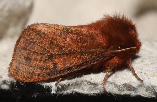 Large Ruby Tiger Moth