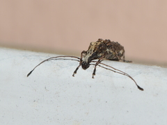 Meconemus impressicollis