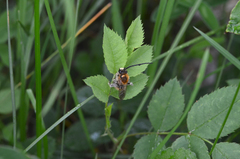 Eucera