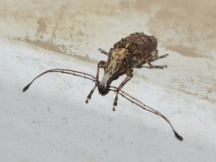 Meconemus impressicollis