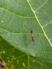 Rainieria