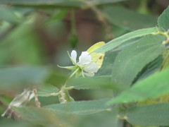 Pyrisitia lisa centralis