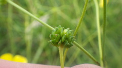 Ranunculus acris acris