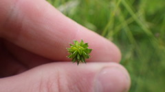 Ranunculus acris acris