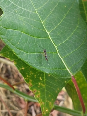 Rainieria