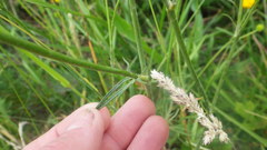 Ranunculus acris acris
