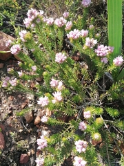 Phylica gnidioides