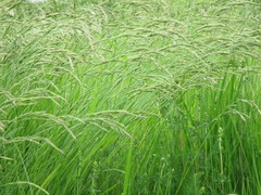 Lolium arundinaceum