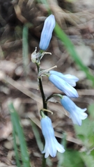 Brimeura amethystina