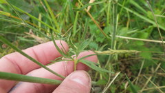 Ranunculus acris acris