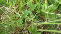 Ranunculus acris acris