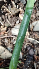 Brimeura amethystina