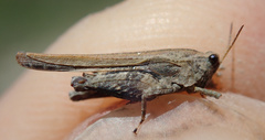 Tetrix ceperoi