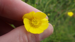 Ranunculus acris acris