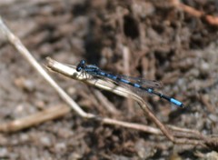 Enallagma recurvatum