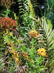 Hypericum cistifolium