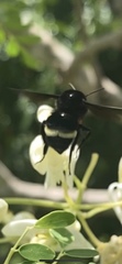 Bombus mexicanus