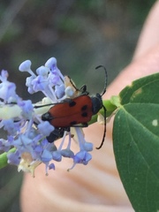 Anastrangalia laetifica