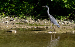 Ardea cinerea