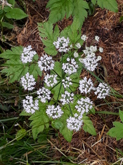 Chaerophyllum hirsutum
