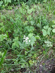 Chaerophyllum hirsutum