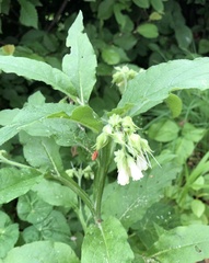 Symphytum tuberosum