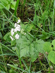 Chaerophyllum hirsutum