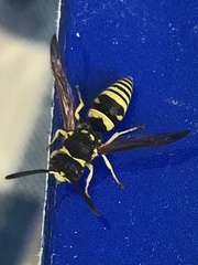 Ancistrocerus spilogaster