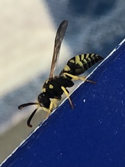 Ancistrocerus spilogaster