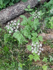 Chaerophyllum hirsutum