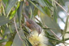 Campylorhynchus zonatus