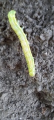 Cosmia trapezina
