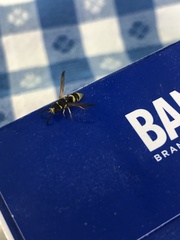 Ancistrocerus spilogaster